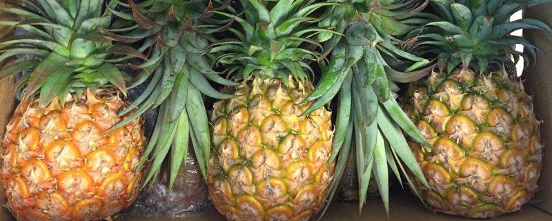 菠萝是凤梨吗