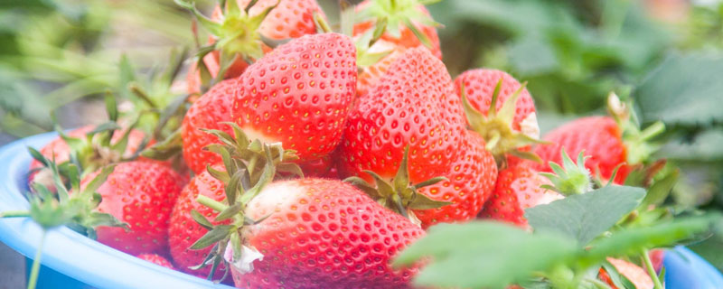 草莓可以放冰箱保存吗