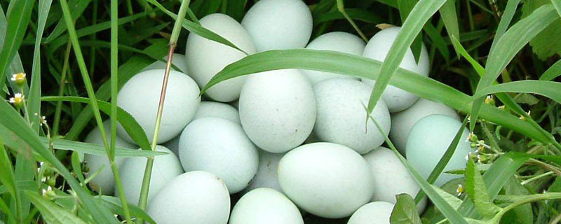 乌鸡蛋有白色的吗