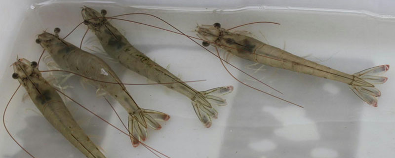 南美白对虾海水养殖技术