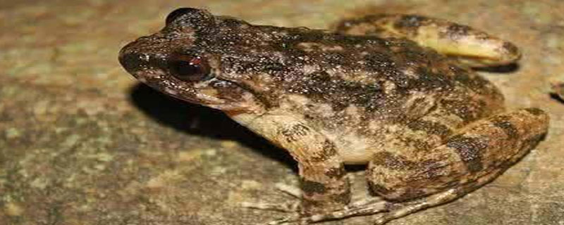 石蛙在水里能活多久