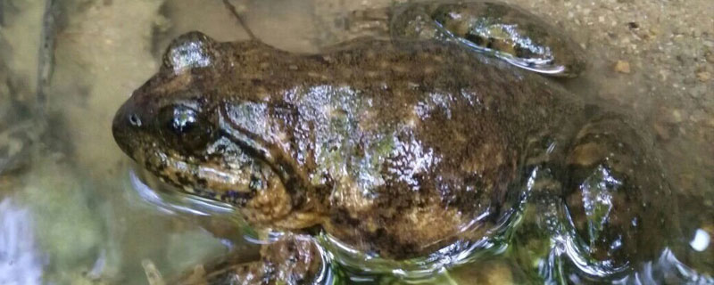 石蛙冬眠池怎么建