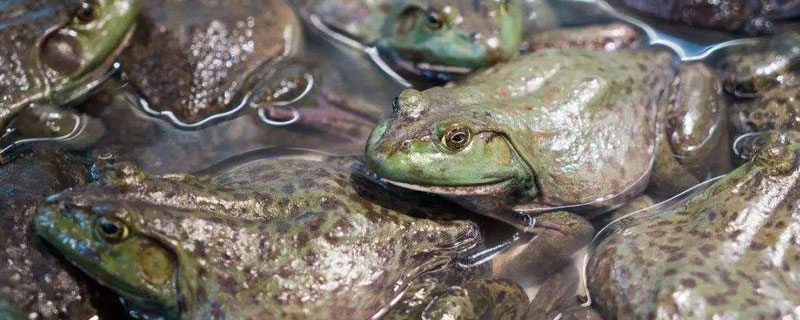 牛蛙能活多久