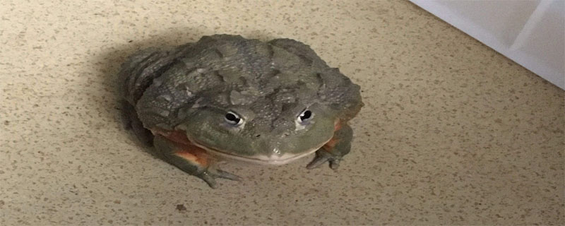 牛蛙在家里怎么养