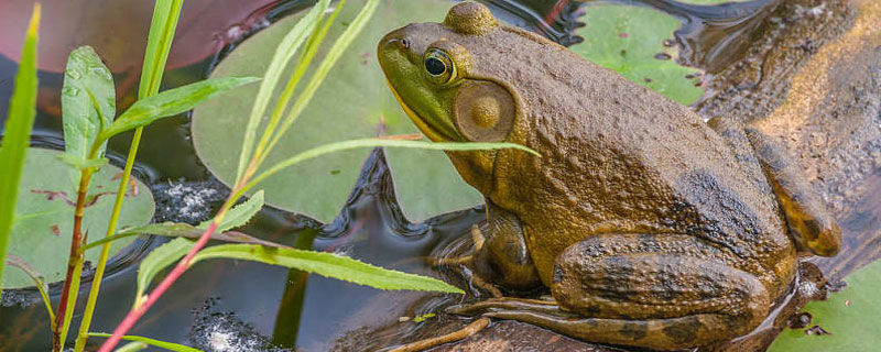 牛蛙能长多大