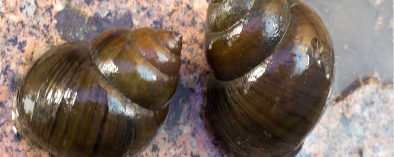 田螺是蜗牛吗