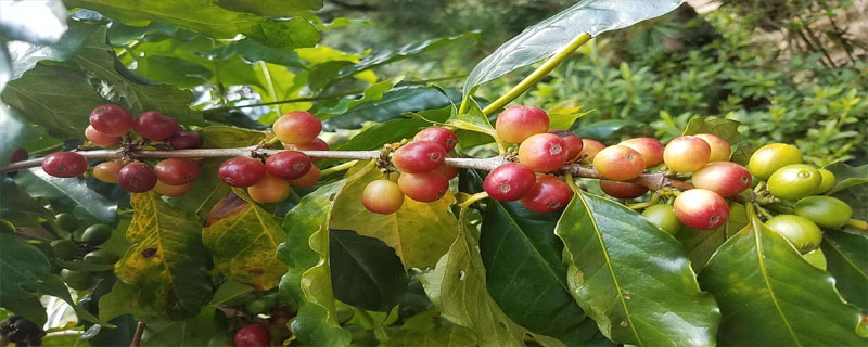 咖啡树一年开几次花
