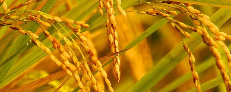 苏稻和北稻的区别