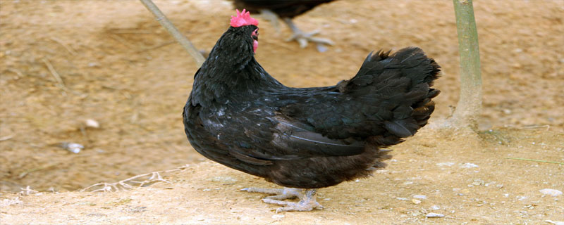 五黑鸡能长多少斤