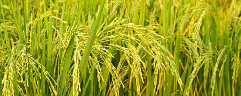 我国现存最早总结江南水稻地区栽培技术的一部农书是什么