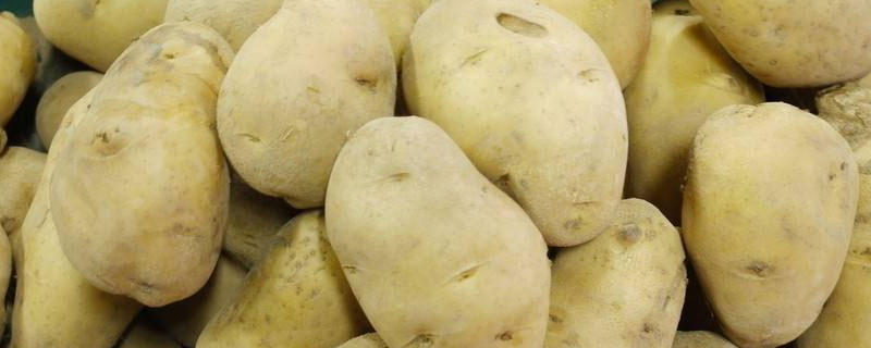 土豆传播种子的方法