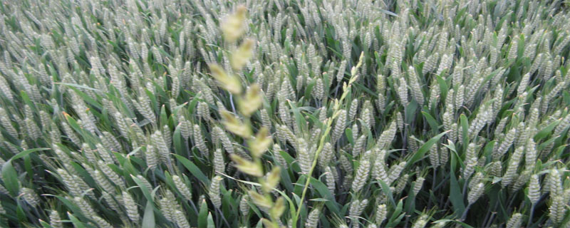 小麦品种洛麦28