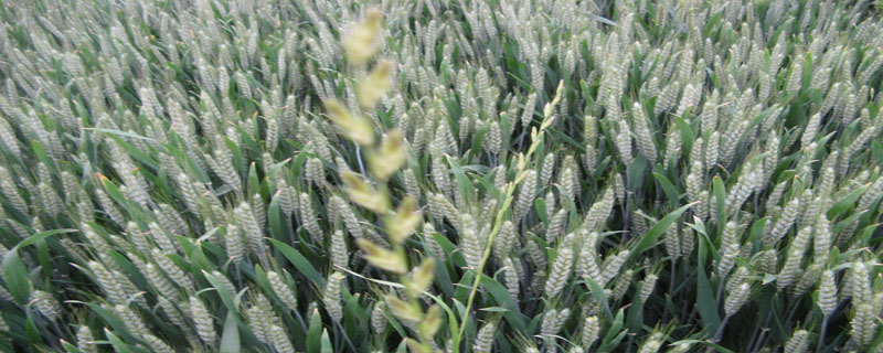 轮选310小麦品种