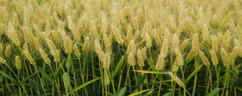 小麦拌种剂配方及制作