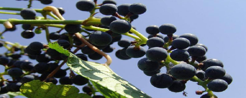 野葡萄籽是靠什么传播种子的