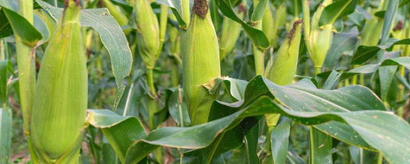 玉米几叶能用芸苔素