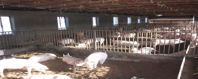 非洲猪瘟来源