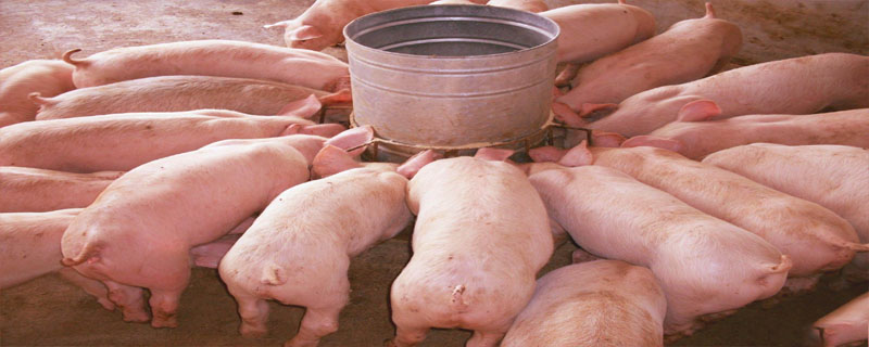 国家猪肉储备保存几年
