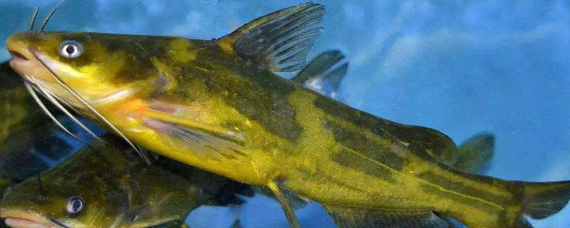 黄颡鱼可以高密度养殖吗