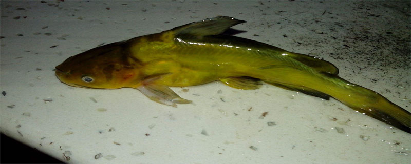 黄颡鱼烂身病的原因