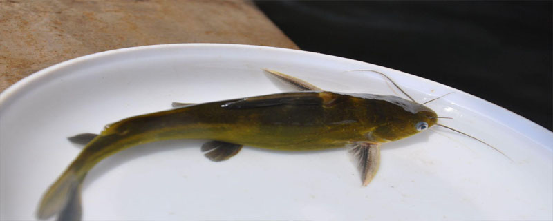 黄颡鱼和鲶鱼的区别