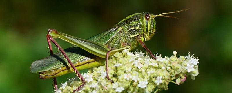 蝗虫存在对于自然有什么作用