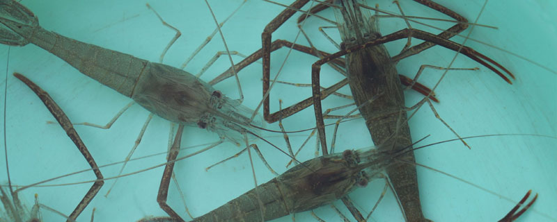 河虾在水中平衡和沉浮时是身体的什么起作用