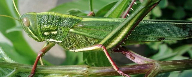 蝗虫靠前翼和后翼的作用