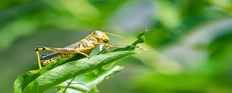 蝗虫雌性一次性可以产生多少卵细胞