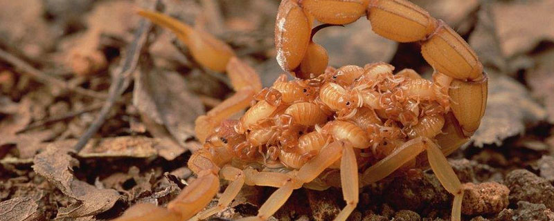 蝎子吃什么食物长得快