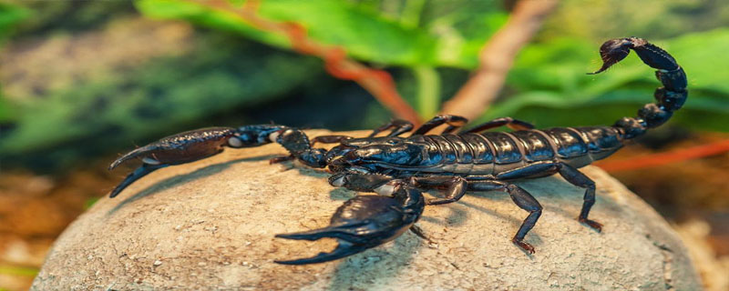 蝎子爱吃什么样的昆虫