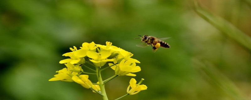 养蜂每天要做些什么