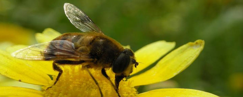 养蜂第一步应该做什么
