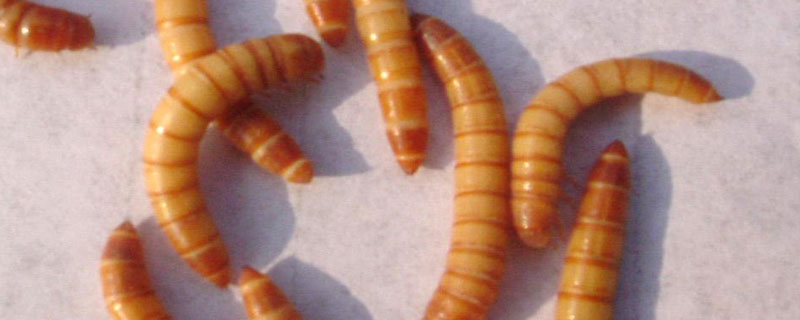 黄粉虫每天能吃多少塑料