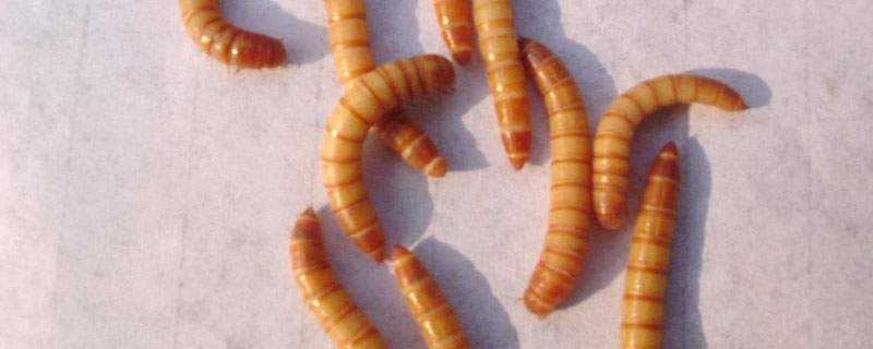 黄粉虫怎么饲养和繁殖