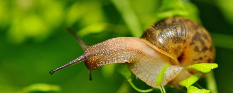 蜗牛用什么呼吸