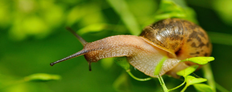 蜗牛怎么吃东西