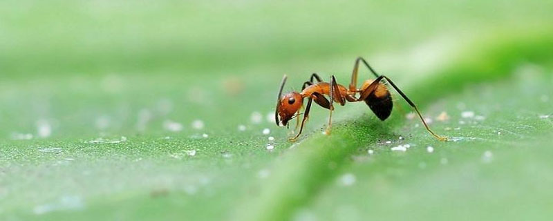 蚂蚁如何搬运食物