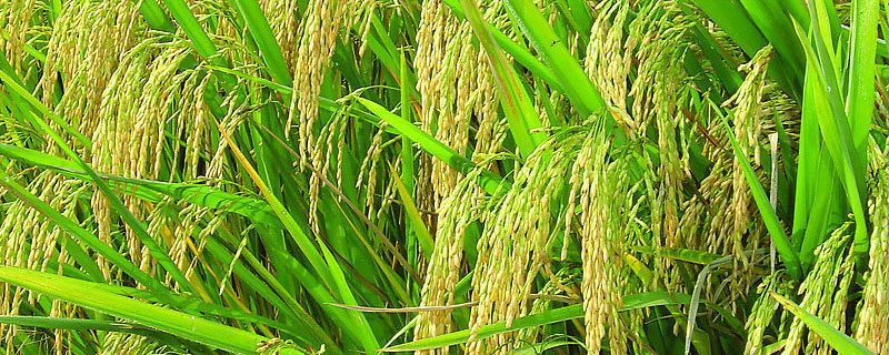 水稻二次灌浆定义