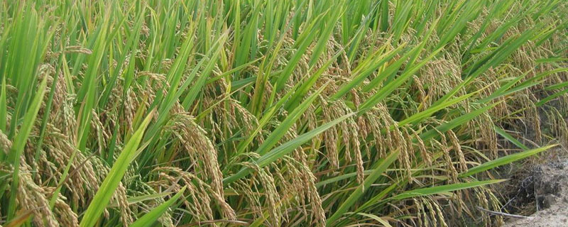 水稻和小麦的区别