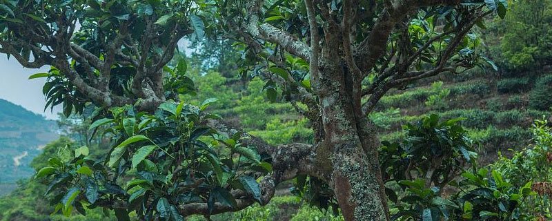 茶树的生长环境