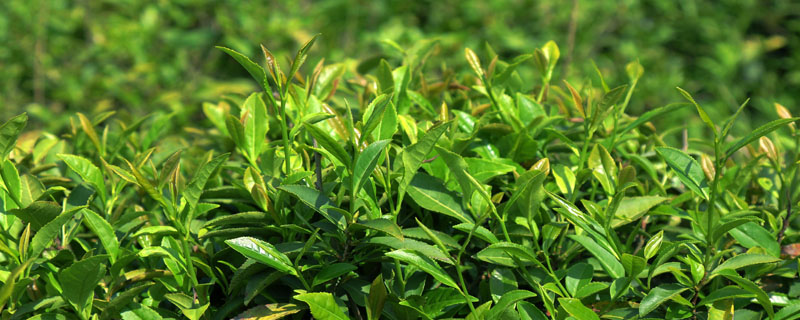 茶树能在北方种吗