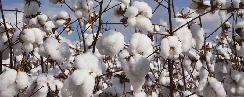 棉花的生长过程