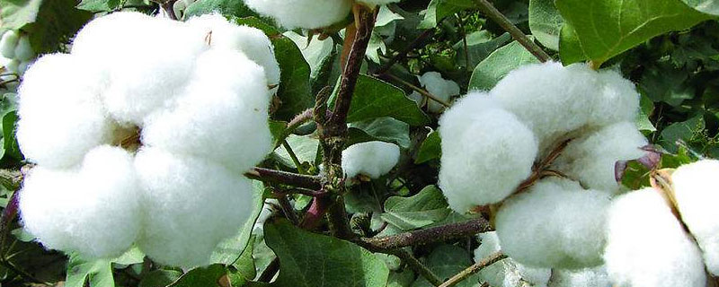 棉花在哪里种植
