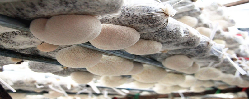 蘑菇菌种自己怎么培养