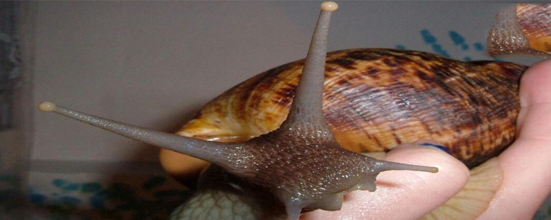 非洲大蜗牛可以养吗