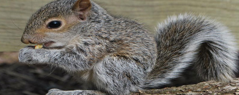 松鼠耳朵是什么形状
