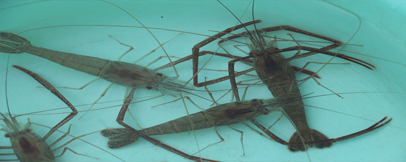河虾一年繁殖几次