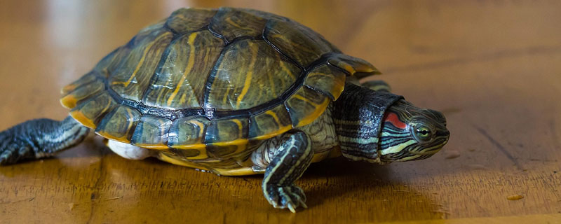 乌龟为什么是爬行动物
