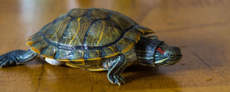 乌龟缩在龟壳里面不动为什么